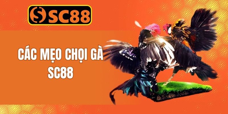 Điểm danh các mẹo chọi gà SC88 trực tuyến